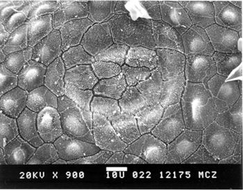 Media type: image; Herpetology R-51690